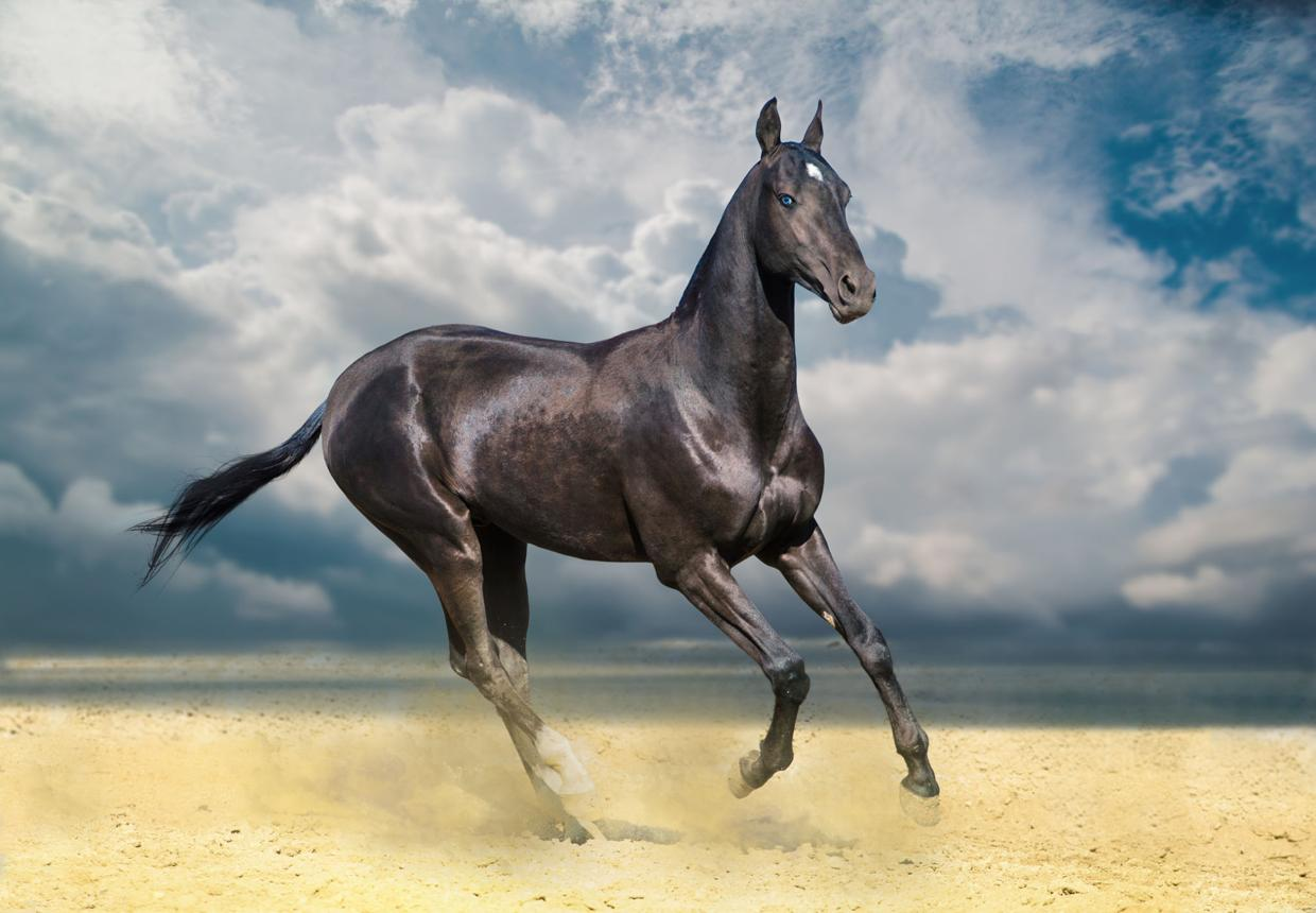 Akhal-Teke horse galloping