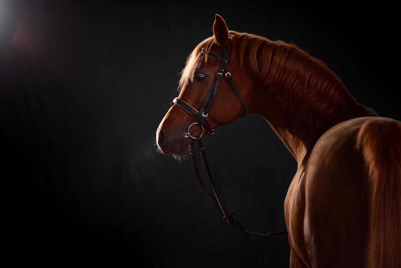 Arabian Horse