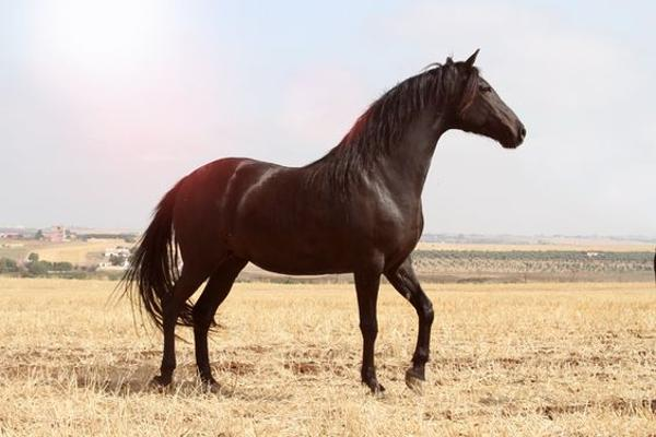 Barb Horse in open field