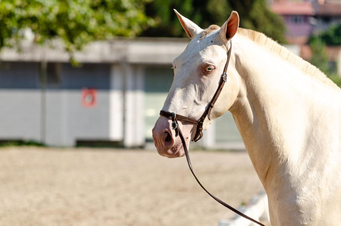 Lusitano horse portrait
