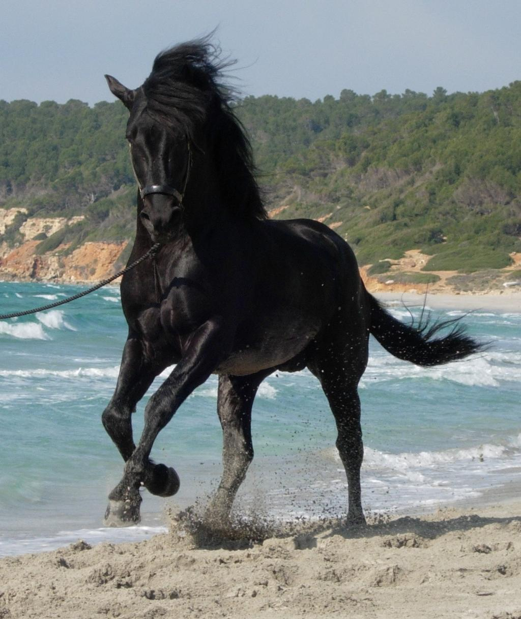 Mallorquín horse on the beach
