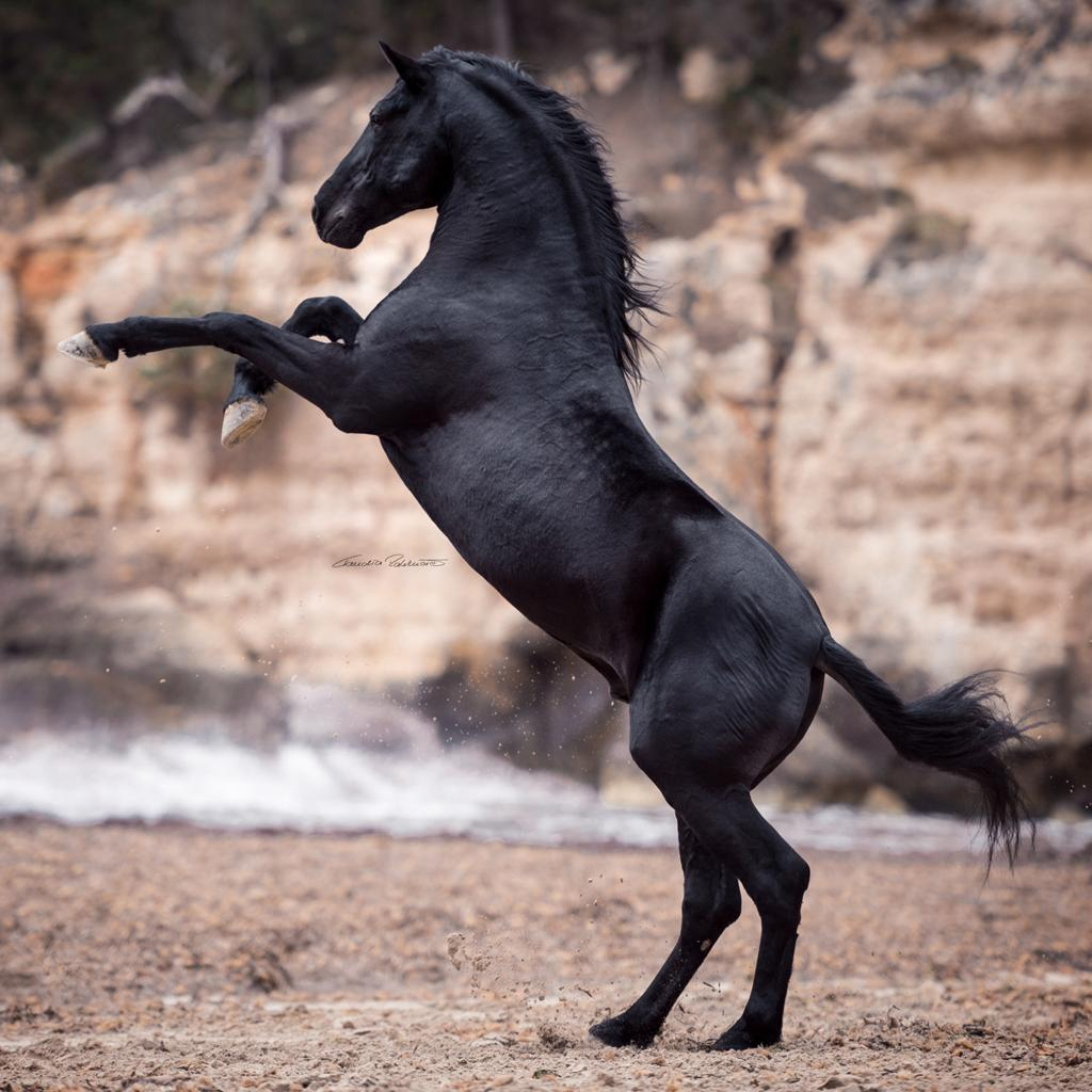 Menorquín horse rearing