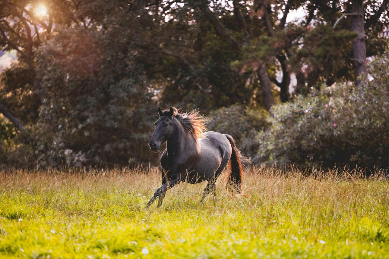 Pura Raza Española galloping in field
