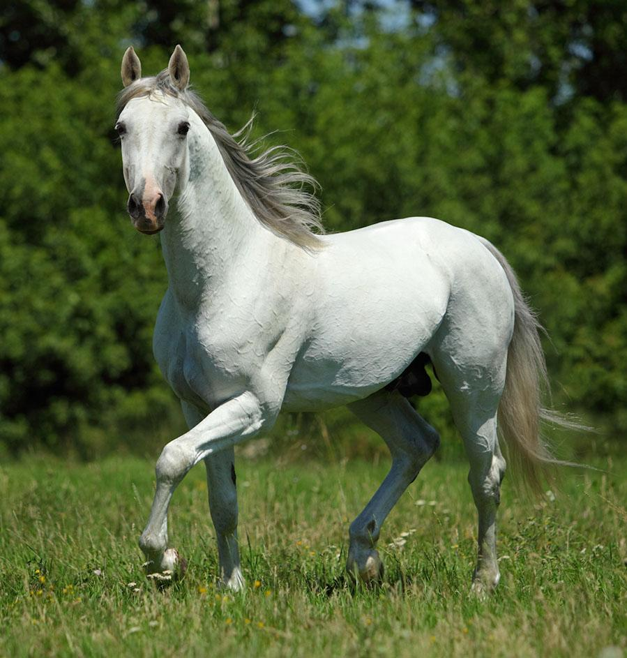 Shagya Árabe white horse trotting